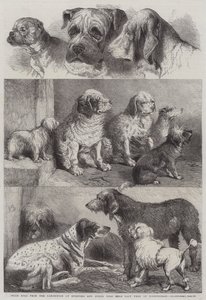 Cães de Prémio da Exposição de Sporting e outros cães realizados na semana passada em Birmingham